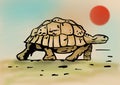 Turtle in the desert. Royalty Free Stock Photo